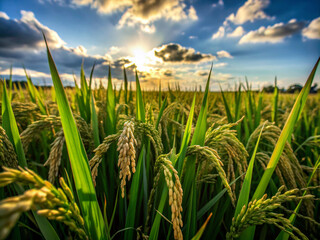 Fototapeta premium green wheat field, nature, green, agriculture, blue, summer, plant, meadow, wheat, landscape, cloud, spring, farm, crop
