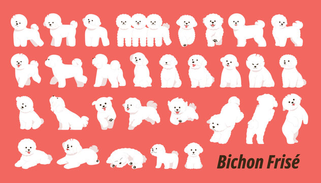 Cute Bichon Frize. A collection of active and diverse movements.
