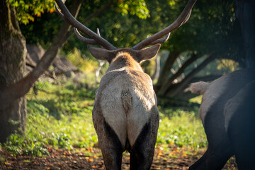 Rocky Mountain Elk