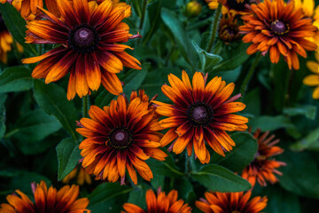Dark orange and brown rudbeckia flowers in an outdoor garden space.
