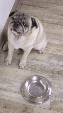 Pug 4K vertical 4K video of an apricot pug barking and shaking his head, looking at the camera, begging for food with an empty bowl on a wooden floor