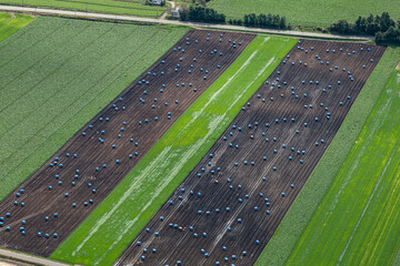 玉ねぎ畑の空撮