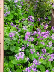 庭に咲いたムラサキハナナの花