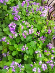 庭に咲いたムラサキハナナの花