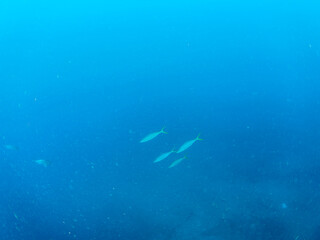 キビナゴの大群を襲うカンパチとツムブリ（アジ科）の群れ
撮影するスキンダイバーもいる
静岡県伊豆半島賀茂郡南伊豆町中木から渡し船で渡るヒリゾ浜-2024年6月
Greater Amberjack (Seriola dumerili) Rainbow Runner (Elagatis bipinnulata) Silver-Stripe Round Herrings (Spratelloides 