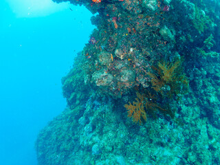 ウミカラマツ（ソフトコーラル）が生えるドロップオフのキンギョハナダイ（ハナダイ亜科）ソラスズメダイ（スズメダイ科）他群れ
静岡県伊豆半島賀茂郡南伊豆町中木から渡し船で渡るヒリゾ浜-2024年6月
Sea Goldie (Pseudanthias squamipinnis)
Heavenly Damselfish (Pomacentrus coelestis)
Antipathes japonica