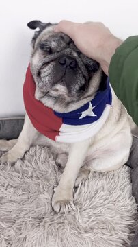 Pug 4K video of an apricot pug wearing a Chilean flag scarf, sitting in its bed at home, receiving affection from its owner in a close-up, vertical shot