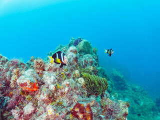 美しいイソギンチャク畑の可愛いクマノミ（クマノミ亜科）のペア。

日本国静岡県伊豆半島賀茂郡南伊豆町中木から渡し船で渡るヒリゾ浜-2024年6月

The Lovely Yellowtail clownfish (Amphiprion clarkii) Pair in Beautiful Sea Anemones,
