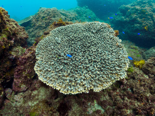 エンタクミドリイシ（テーブルコーラル）ミナミギンポ（イソギンポ科）ソラスズメダイ（スズメダイ科）他群れ
静岡県伊豆半島賀茂郡南伊豆町中木ヒリゾ浜-2024年6月
Bluestriped fangblenny (Plagiotremus rhinorhynchos)
Heavenly Damselfish (Pomacentrus coelestis) 
Acropora Solitaryensis