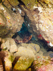 大きな美しいオオセ（オオセ科）。
水中洞窟にいる。

日本国静岡県伊豆半島賀茂郡南伊豆町中木から渡し船で渡るヒリゾ浜-2024年6月

The large and beautiful Japanese wobbegong shark (Orectolobus japonicus Regan).
