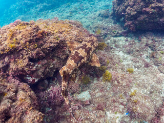 大きな美しいオオセ（オオセ科）。

日本国静岡県伊豆半島賀茂郡南伊豆町中木から渡し船で渡るヒリゾ浜-2024年6月

The large and beautiful Japanese wobbegong shark (Orectolobus japonicus Regan).
