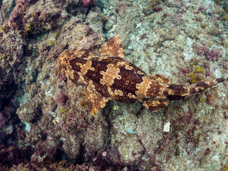 大きな美しいオオセ（オオセ科）。

日本国静岡県伊豆半島賀茂郡南伊豆町中木から渡し船で渡るヒリゾ浜-2024年6月

The large and beautiful Japanese wobbegong shark (Orectolobus japonicus Regan).
