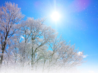 Sunny Winter Sky and Sparkling Frost-Covered...