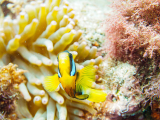 美しいイソギンチャク畑の可愛いクマノミ（クマノミ亜科）の幼魚。

日本国静岡県伊豆半島賀茂郡南伊豆町中木から渡し船で渡るヒリゾ浜-2024年6月

The Lovely juvenile Yellowtail clownfish (Amphiprion clarkii) in Beautiful Sea Anemones,
