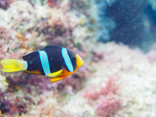 美しいイソギンチャク畑の可愛いクマノミ（クマノミ亜科）の幼魚。

日本国静岡県伊豆半島賀茂郡南伊豆町中木から渡し船で渡るヒリゾ浜-2024年6月

The Lovely juvenile Yellowtail clownfish (Amphiprion clarkii) in Beautiful Sea Anemones,
