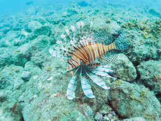 美しく大きなハナミノカサゴ（ミノカサゴ亜科）。

日本国静岡県伊豆半島賀茂郡南伊豆町中木から渡し船で渡るヒリゾ浜-2024年6月

The Beautiful and big Red Lionfish (Pterois volitans). 
