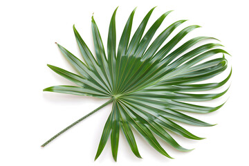 Fototapeta premium Hyophorbe Palm Leaf (Bottle Palm), isolated on white background