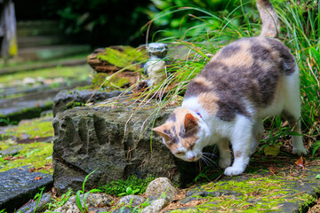 境内を守る美しい三毛猫。
河童のお寺としての由来がある栖足寺（せいそくじ）。
700年の歴史がある。
苔むした境内は趣がある。
初夏には紫陽花を利用した花手水が人気。
市民に広く親しまれていて、拝観料等は必要なく、無料で観覧できる。

日本国静岡県伊豆半島賀茂郡河津町-2024年7月
