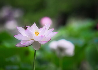 Fototapeta premium 梅雨明けの夏の池にはハスの花が咲き誇ります