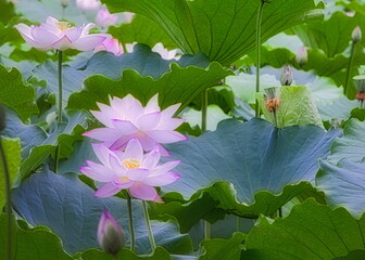 梅雨明けの夏の池にはハスの花が咲き誇ります