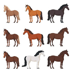 Icons Set of Different Horse Breeds on White Background