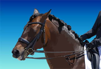 競技馬の横顔