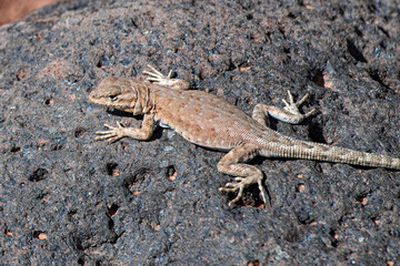 Side-blotched lizard on the Fremont Gorge Trail, Capitol Reef National Park, Utah 