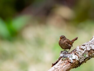 森の中で枯れ木に留まってさえずるミソサザイ