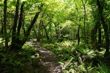 Obraz premium fresh ferns in spring forest