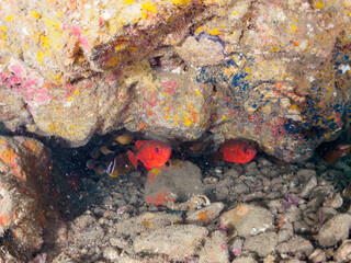 水中洞窟にいる美しいゴマヒレキントキ（キントキダイ科）、ミナミハタンポ（ハタンポ科）他の群れ。

日本国静岡県伊豆半島賀茂郡南伊豆町中木から渡し船で渡るヒリゾ浜-2024年7月
Glasseye, Blotched Bigeye (Heteropriacanthus cruentatus)
Black-Stripe Sweeper (Pempheris schwenkii)
