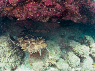 大きな美しいオオセ（オオセ科）。
水中洞窟にいる。

日本国静岡県伊豆半島賀茂郡南伊豆町中木から渡し船で渡るヒリゾ浜-2024年7月

The large and beautiful Japanese wobbegong shark (Orectolobus japonicus Regan).
