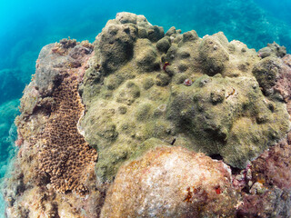 美しい巨大なルリサンゴ（キクメイシ科）とエンタクミドリイシ（ミドリイシ科）の群生。

日本国静岡県伊豆半島賀茂郡南伊豆町中木から渡し船で渡るヒリゾ浜-2024年7月

Leptastrea purpurea, Christmas Tree Worm (Spirobranchus giganteus)
