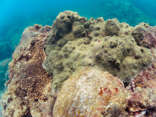 美しい巨大なルリサンゴ（キクメイシ科）とエンタクミドリイシ（ミドリイシ科）の群生。

日本国静岡県伊豆半島賀茂郡南伊豆町中木から渡し船で渡るヒリゾ浜-2024年7月

Leptastrea purpurea, Christmas Tree Worm (Spirobranchus giganteus)

