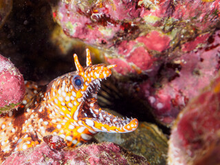 水中洞窟にいる、大きく美しいトラウツボ（ウツボ科）。

日本国静岡県伊豆半島賀茂郡南伊豆町中木から渡し船で渡るヒリゾ浜-2024年7月

A large and beautiful Dragon Moray (Enchelycore pardalis) in underwater cave.
