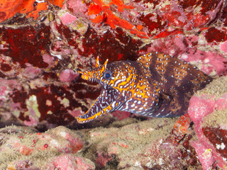 水中洞窟にいる、大きく美しいトラウツボ（ウツボ科）。

日本国静岡県伊豆半島賀茂郡南伊豆町中木から渡し船で渡るヒリゾ浜-2024年7月

A large and beautiful Dragon Moray (Enchelycore pardalis) in underwater cave.
