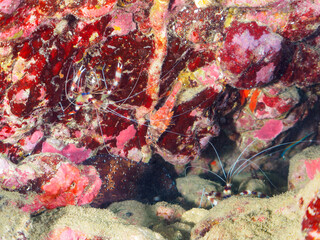 水中洞窟にいる美しいオトヒメエビ（オトヒメエビ科）のペア。

日本国静岡県伊豆半島賀茂郡南伊豆町中木から渡し船で渡るヒリゾ浜-2024年7月

A pair of the Beautiful Banded coral shrimp, Barber-pole shrimp (Stenopus hispidus) in underwater cave.
