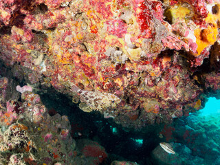 水中洞窟にいる美しいカサゴ（フサカサゴ科）。

日本国静岡県伊豆半島賀茂郡南伊豆町中木から渡し船で渡るヒリゾ浜-2024年7月

Beautiful Marbled Rockfish (Sebastiscus marmoratus) in underwater cave.
