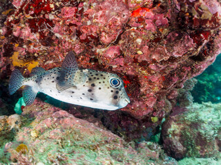 美しく大きなイシガキフグ（ハリセンボン科）。
水中洞窟にいる。

日本国静岡県伊豆半島賀茂郡南伊豆町中木から渡し船で渡るヒリゾ浜-2024年7月
The Beautiful large Pacific Burrfish (Chilomycterus reticulatus).
