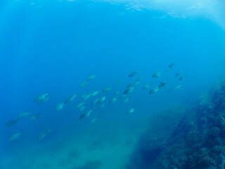 キビナゴの大群を襲う迫力あるカンパチ（アジ科）の群れ。

日本国静岡県伊豆半島賀茂郡南伊豆町中木から渡し船で渡るヒリゾ浜-2024年7月

Greater Amberjack (Seriola dumerili) Rainbow Runner (Elagatis bipinnulata) Silver-Stripe Round Herrings (Spratelloides gracilis).
