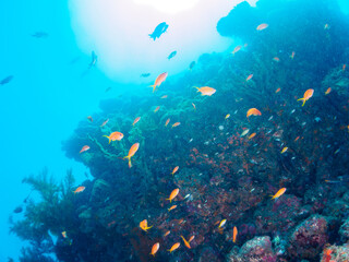 ウミカラマツ（ソフトコーラル）が生えるドロップオフに集まる、キンギョハナダイ（ハナダイ亜科）、キホシスズメダイ（スズメダイ科）、タカサゴ（タカサゴ科）他の群れ。
南伊豆町中木から渡し船で渡るヒリゾ浜-2024年7月
Sea Goldie (Pseudanthias squamipinnis)
Heavenly Damselfish (Pomacentrus coelestis)
