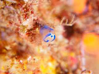 可愛いパンダホヤ（コバルトツツボヤ：クラベラ科）。

日本国静岡県伊豆半島賀茂郡南伊豆町中木から渡し船で渡るヒリゾ浜-2024年7月

Lovely Sea Squirt, Panda Sea Squirt (Clavelina coerulea).
