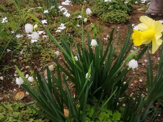 スノ一フレ一クの白い花