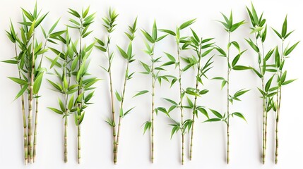 Tall bamboo stalks with vibrant green leaves against a clean white background, showcasing organic growth and natural simplicity