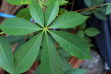 Close-up of Green cassava Leaves.