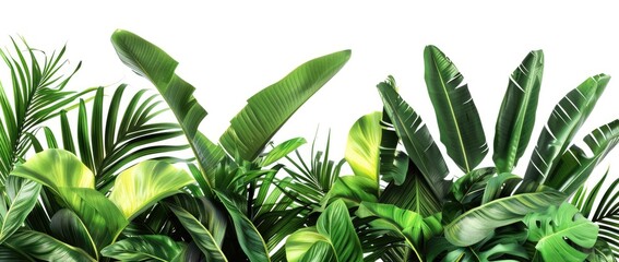 Tropical Greenery: Lush Foliage on White Background