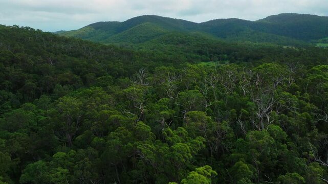 Cedar Creek Falls Reserve aerial drone Australia outback Aussie forest Whitsundays Airlie Beach Proserpine Palm Grove QLD Queensland spring summer autumn winter sunny cloudy forward pan up motion