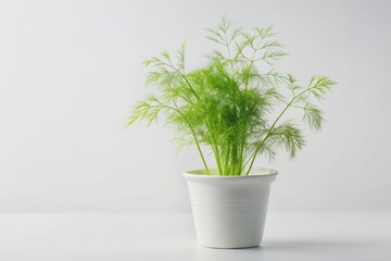 Delicate green fronds of a young fennel plant sprout from a small, simple white pot, set against a clean and crisp white background, exuding serenity.