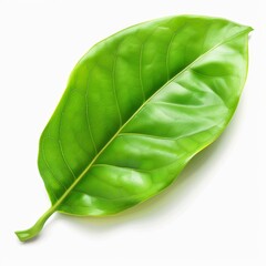 Fototapeta premium Close-Up of a Vibrant Green Leaf with Detailed Veins and Smooth Texture