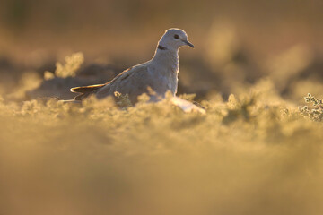 Ring necked dove sitting on grass at sunset. Bird background.