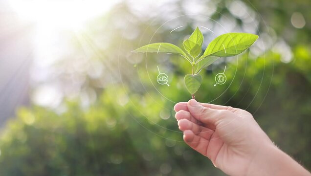 Woman hand hold plant with CO2 and energy icon slowly show up from sun, tides, and wind rotating around. Reduce carbon emissions to limit global warming and climate change. Ecology concept. 4k VDO.